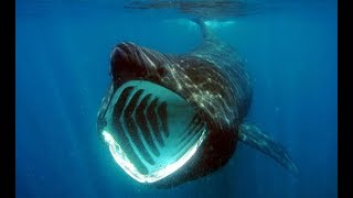 Facts The Basking Shark [upl. by Eahsram]