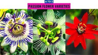 Passion Flower Varieties A to Z [upl. by Leiuqeze]