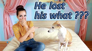 Neutering your male dog  what to expect [upl. by Anrim786]