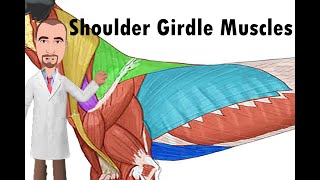 Shoulder Girdle Muscles of the dog [upl. by Ahsin]