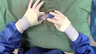 Dog Neuter Video  Canine Castration [upl. by Ullund921]