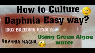 Daphnia MagnaHow to Culture Daphnia Easy wayCulturing Daphnia using Green water Daphnia [upl. by Aihsotal849]