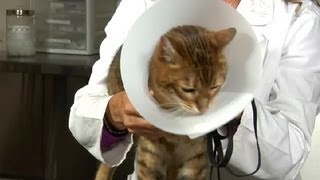 Feline Neutering amp PostSurgery Instructions  Cat Health Care amp Behavior [upl. by Teragram703]