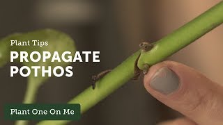 How to Propagate Pothos Epipremnum aureum — Ep 109 [upl. by Nolek]