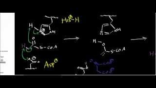 Biochemistry  Citrate Synthase Mechanism [upl. by Treblihp619]