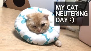 Behavior after cat neutering surgery [upl. by Harewood228]