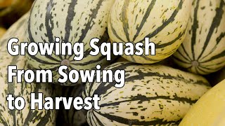 Growing Squash from Sowing to Harvest [upl. by Tteltrab]