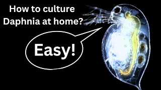 BEST Live Fish Food Beginner guide How to Culture Daphnia at home [upl. by Ahsiekam]