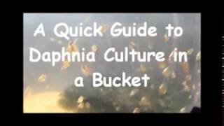 How to culture daphnia outside [upl. by Largent]