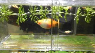 Pregnant platy giving birth babies [upl. by Candide194]