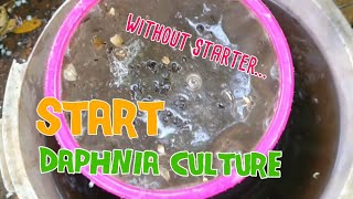 How to culture daphnia moina the easy way 1  Starting the Daphnia culture [upl. by Fenwick]