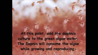 Daphnia  How to grow daphnia in your home [upl. by Enwad55]