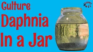 How to Culture Daphnia in a Jar [upl. by Inah856]