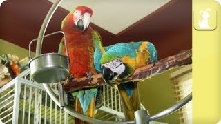 My Pet Parrot  Lifestyle Costs and Family [upl. by Fi23]