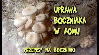 UPRAWA BOCZNIAKA domowa  PRZEPISY na boczniaki  Wiejskie Inspiracje [upl. by Letreece]