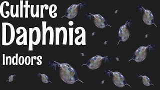 How to Culture Daphnia [upl. by Ovida]