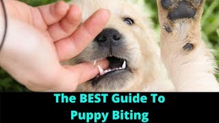 Bite Inhibition Dog Training How To Stop A Puppy From Biting And Train Dogs Not To Bite [upl. by Ybroc]