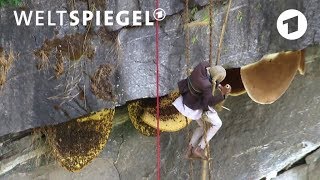 Jagd nach dem HimalayaHonig Bienenwaben in der Steilwand  Weltspiegel [upl. by Norbel]