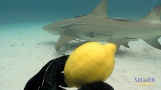 Lemon Sharks  SHARK ACADEMY [upl. by Nussbaum]