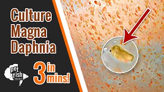 How to culture DAPHNIA MAGNA  The easy way [upl. by Ttreve]