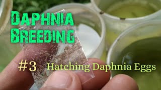 Daphnia Culture made simple and easy 3  Hatching Daphnia eggs [upl. by Eidde]