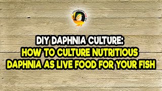 DIY Daphnia Culture How to Culture Nutritious Daphnia as Live Food for Your Fish [upl. by Fafa79]