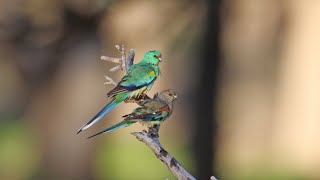 Australian parrots in the wild [upl. by Yellek316]