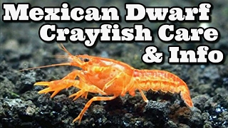 Mexican Dwarf Crayfish Care and Information [upl. by Atiuqal]