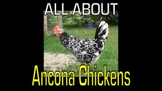 Ancona Chicken  Information [upl. by Cherice]