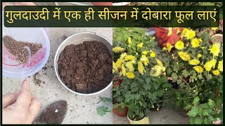 गुलदाउदी में एक ही सीजन में दोबारा फूल लाएं  How to get guldaudi flowers again in single season [upl. by Ninos]