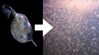 How I Culture Daphnia [upl. by Dobson]