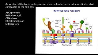 Exploding bacteria with penicillin [upl. by Moyna]