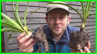 How to Grow Yucca Plants from Cuttings [upl. by Maro]