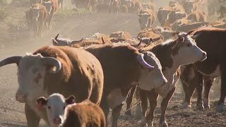 Over a century later few things have changed at large Northern Arizona ranch [upl. by Akemyt]