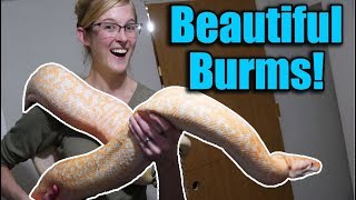 Touring a Burmese Python Breeder Facility [upl. by Aitekram115]