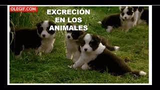 SISTEMA EXCRETOR EN PLANTAS Y ANIMALES [upl. by Bethina]