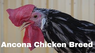 Chicken Breed Analysis Ancona [upl. by Lettig]