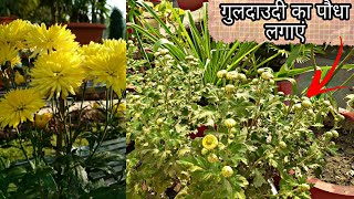 Guldaudi plant care  chrysanthemum grow and fertilising [upl. by Ahsied]