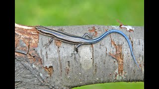 Virginia Lizards  Common Fivelined Skink  Plestiodon fasciatus [upl. by Athiste]