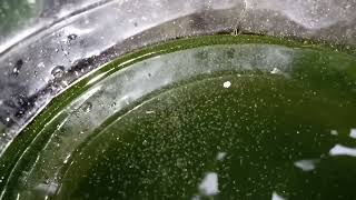 DAPHNIA MOINA CULTURE IN A SMALL BUCKET [upl. by Akcimat]