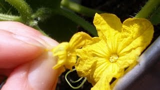 How to Hand Pollinate Cucumbers for Higher Yields [upl. by Eisoj133]