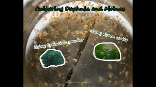 How To Culture Daphnia and Moinas using Green Water Spirulina powder [upl. by Oiruam]