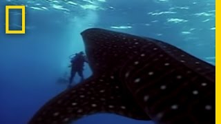 Whale Shark  National Geographic [upl. by Nieberg911]