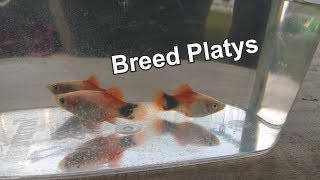 How To Breed Platy [upl. by Emanuele756]