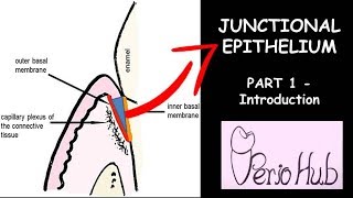 JUNCTIONAL EPITHELIUM  THE INTRODUCTION [upl. by Hugon]