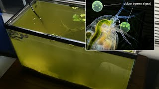 Raising Daphnia for the Freshwater Aquarium [upl. by Hasan319]