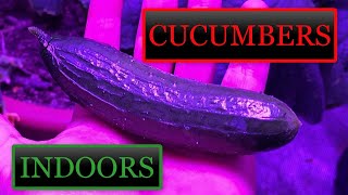 Growing Cucumbers Indoors Seed to Harvest [upl. by Regdor826]