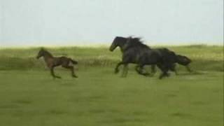 Friesian Horses Running Free [upl. by Moir]