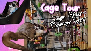 Cage Tour Sugar GliderPhalanger volant [upl. by Kerril]