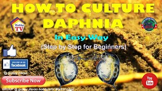 HOW TO CULTURE DAPHNIA In Easy Way [upl. by Ingeberg]